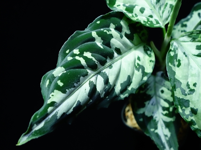 Aglaonema pictum\"Garencieres\"BNN from Sibolga timur【AZ0616-2j】No2_a0067578_19505927.jpg