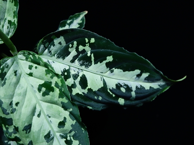 Aglaonema pictum\"Garencieres\"BNN from Sibolga timur【AZ0616-2j】No2_a0067578_19510602.jpg