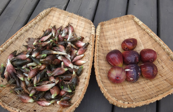 夏から秋、庭の恵みはブドウ、イチジク、ミョウガ等々♪_a0136293_16065262.jpg
