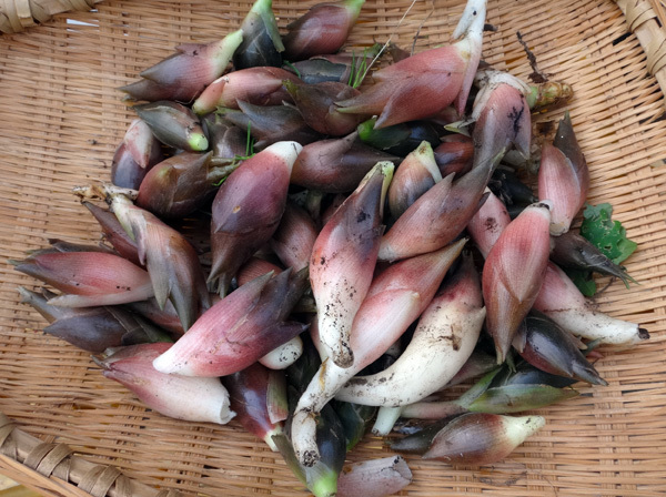 夏から秋、庭の恵みはブドウ、イチジク、ミョウガ等々♪_a0136293_16181933.jpg
