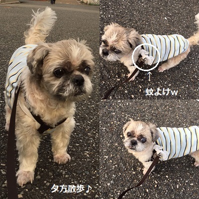 白雪姫ワンピをリメイク~♪_f0372998_19543585.jpg