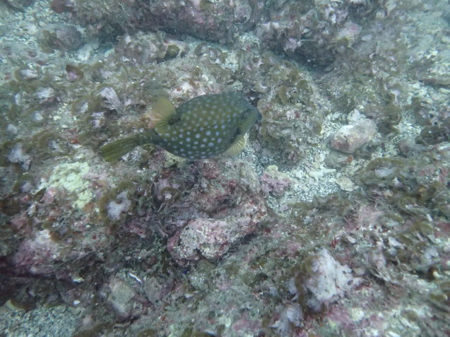 e0115199_14160180.jpg
