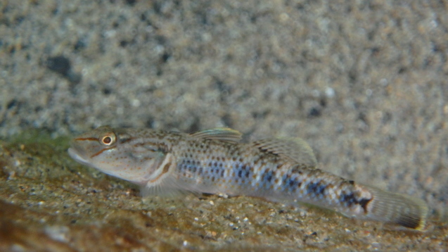 e0115199_14404047.jpg