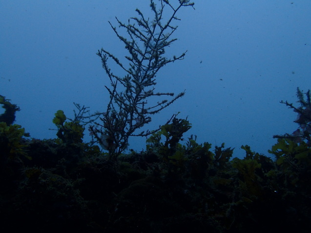 e0115199_15155830.jpg