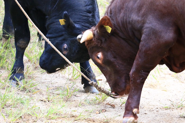 9/22 山古志闘牛 赤武者-黒斗_b0016600_10243777.jpg