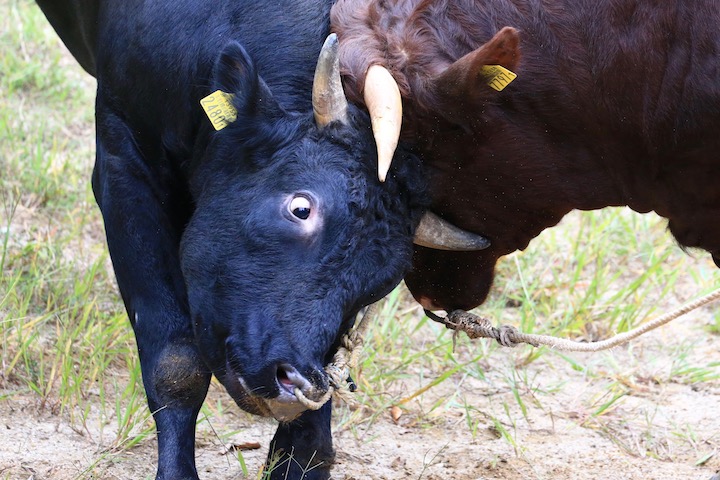 9/22 山古志闘牛 赤武者-黒斗_b0016600_10262365.jpg