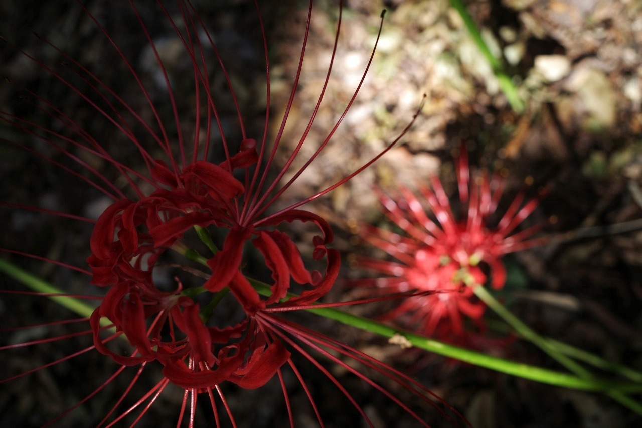 曼殊沙華 2019#04_c0082800_22171023.jpg