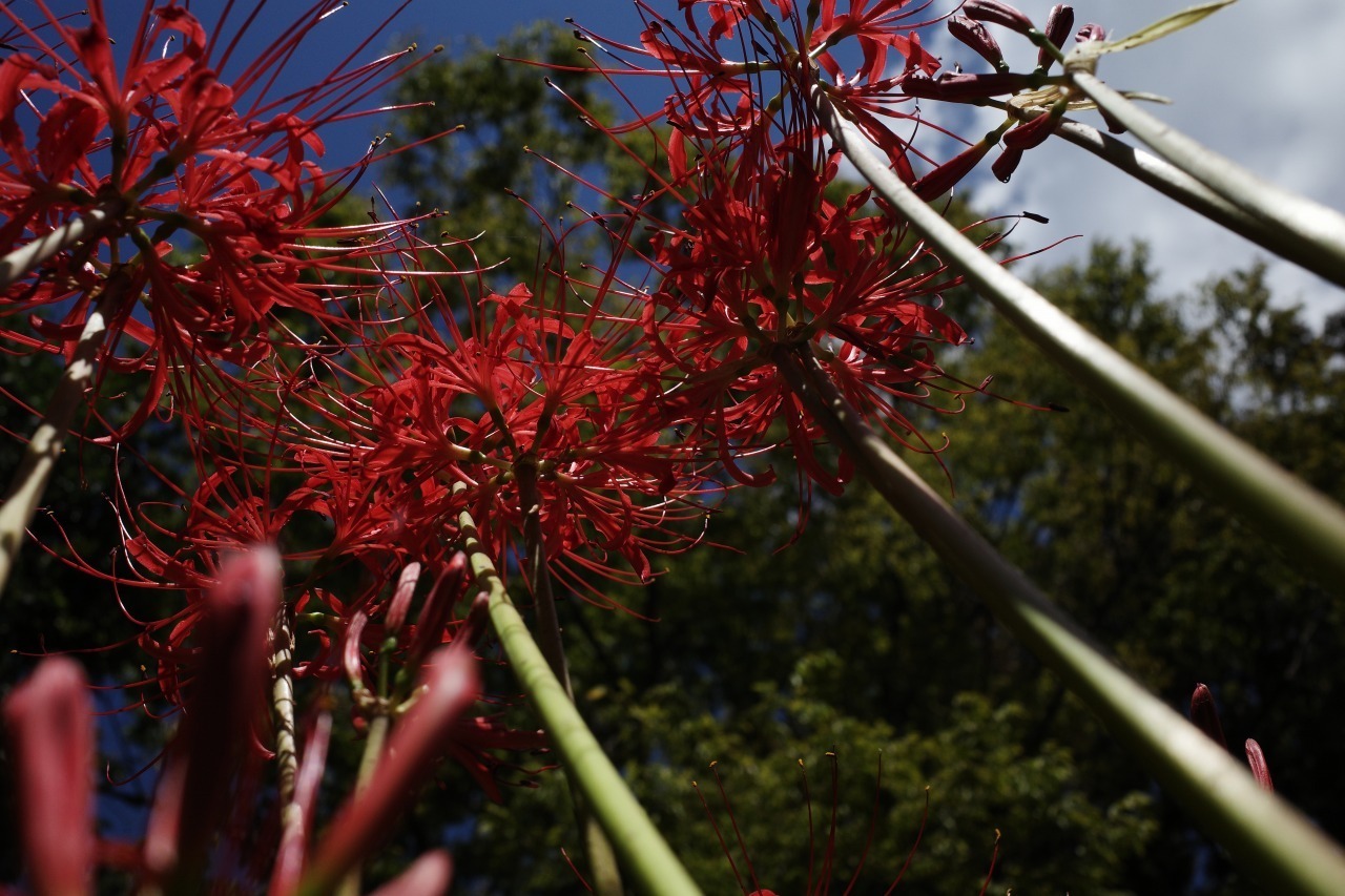 曼殊沙華 2019#04_c0082800_22171047.jpg