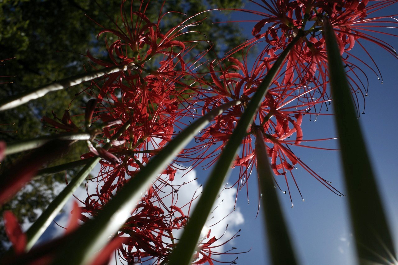 曼殊沙華 2019#04_c0082800_22171061.jpg