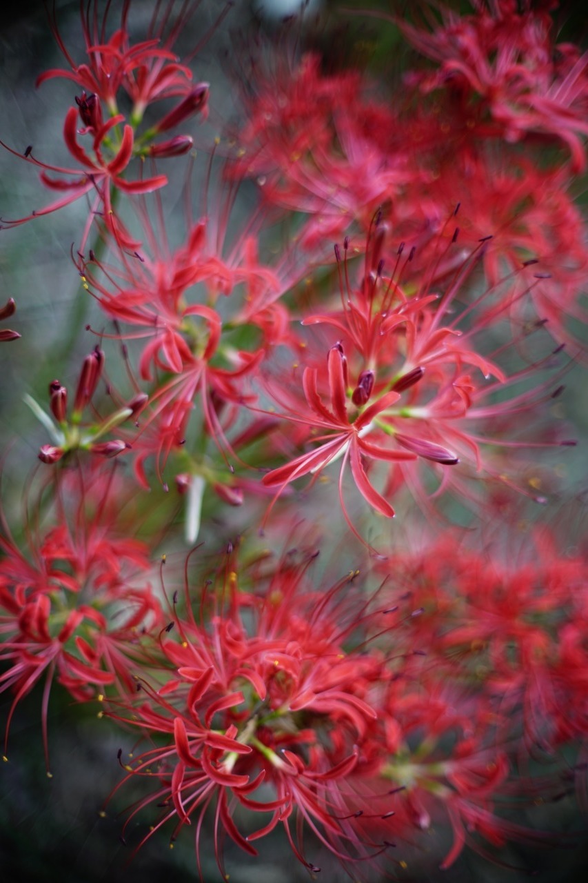 曼殊沙華 2019#05_c0082800_22425177.jpg