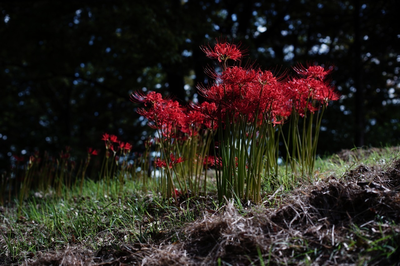 曼殊沙華 2019#05_c0082800_22425198.jpg