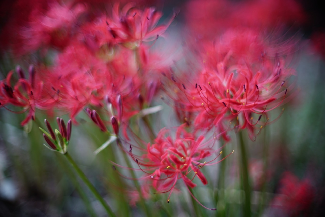 曼殊沙華 2019#05_c0082800_22425287.jpg