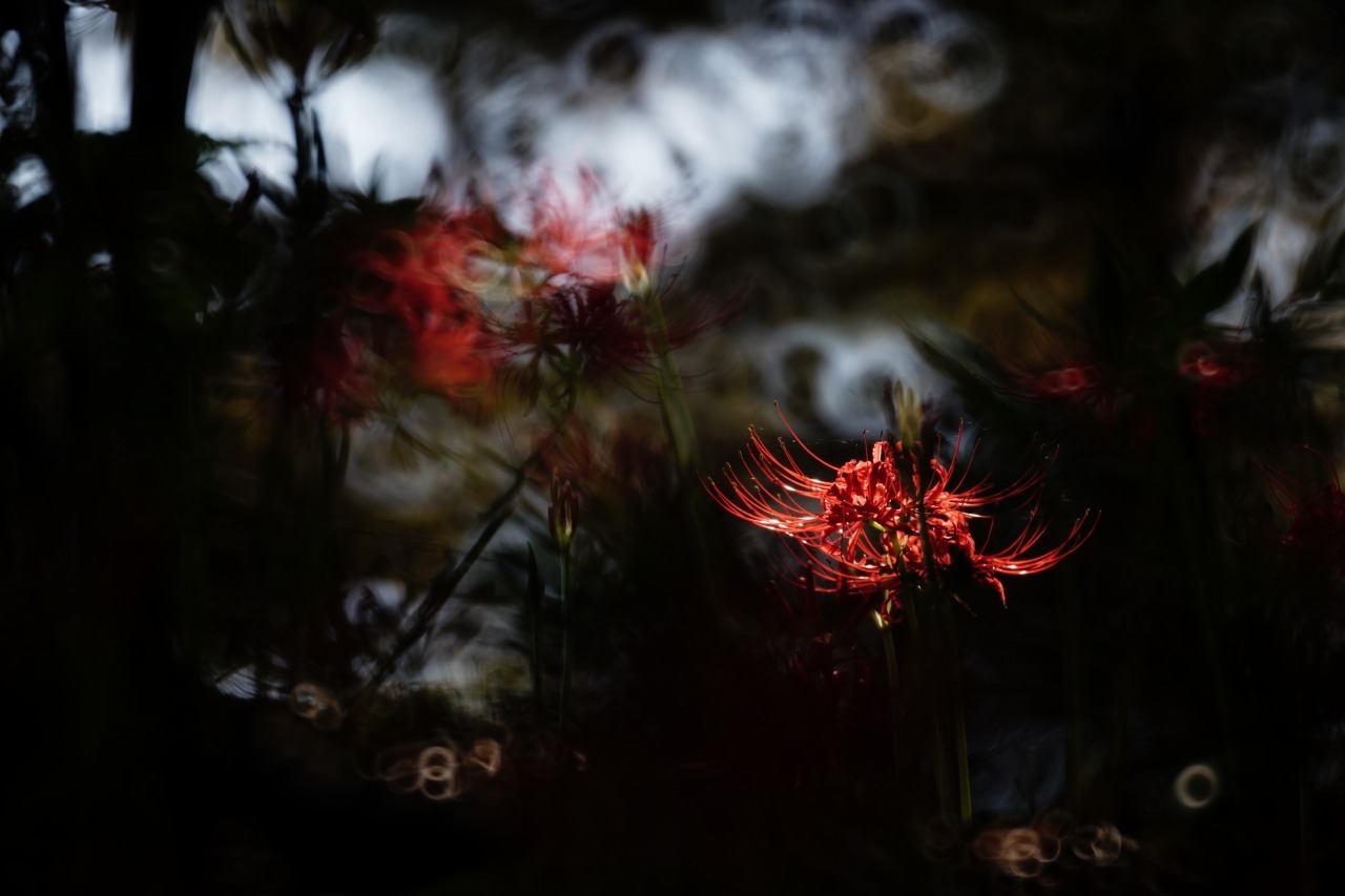 曼殊沙華 2019#05_c0082800_22431249.jpg