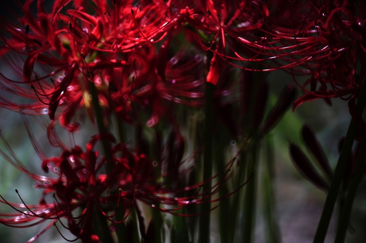 曼殊沙華 2019#05_c0082800_22431255.jpg