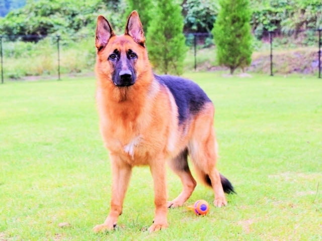 大型犬は苦労する_d0360206_00234612.jpg