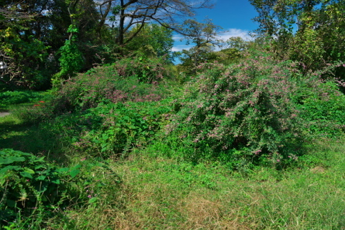 a0263109_20233826.jpg