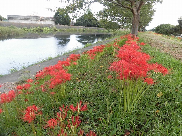 滝川のヒガンバナが7分咲き! 今週末は是非お出かけを!_f0141310_07594786.jpg