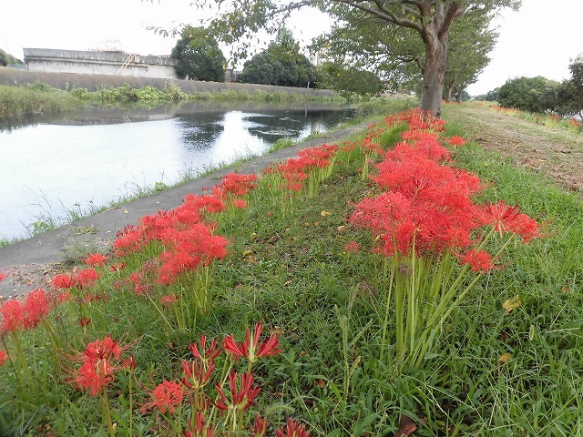 滝川のヒガンバナが7分咲き！　今週末は是非お出かけを！_f0141310_07594786.jpg