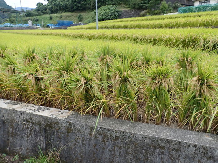 倒れた稲を起こす_c0116915_01032390.jpg