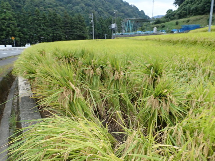倒れた稲を起こす_c0116915_01040140.jpg