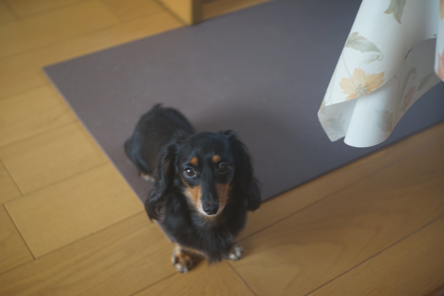 メリター 50mm F2.9 で 遊ぶ_b0069128_10434741.jpg