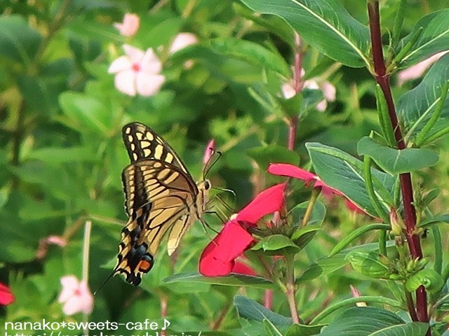 植物公園*ニチニチソウ_d0147030_19204919.jpg