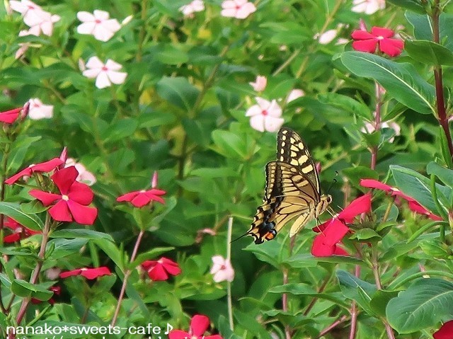 植物公園*ニチニチソウ_d0147030_19211269.jpg