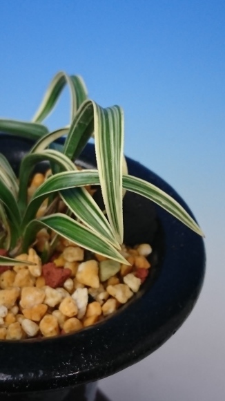 韓国春蘭 お吉 : 蘭万園日記