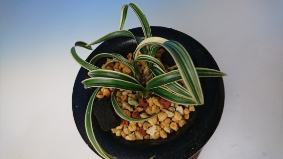 韓国春蘭 お吉 : 蘭万園日記