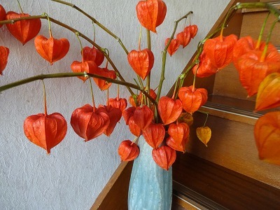 鬼灯 19 09 27 くま日記 鬼灯 19 09 27 くま日記