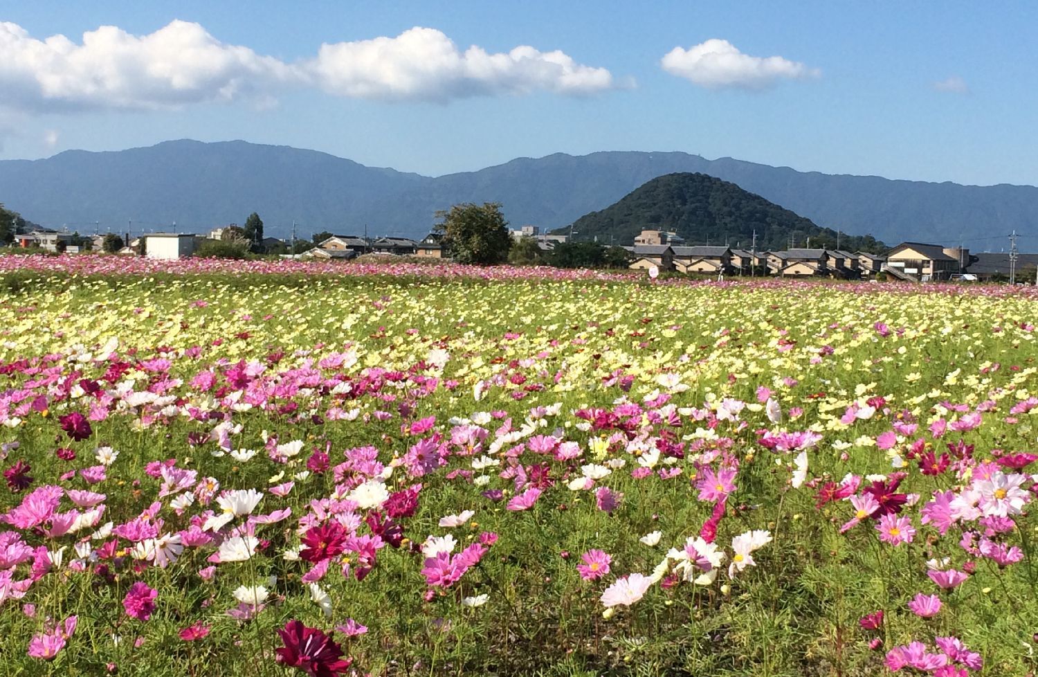 藤原宮跡のコスモス_a0237937_16454043.jpg