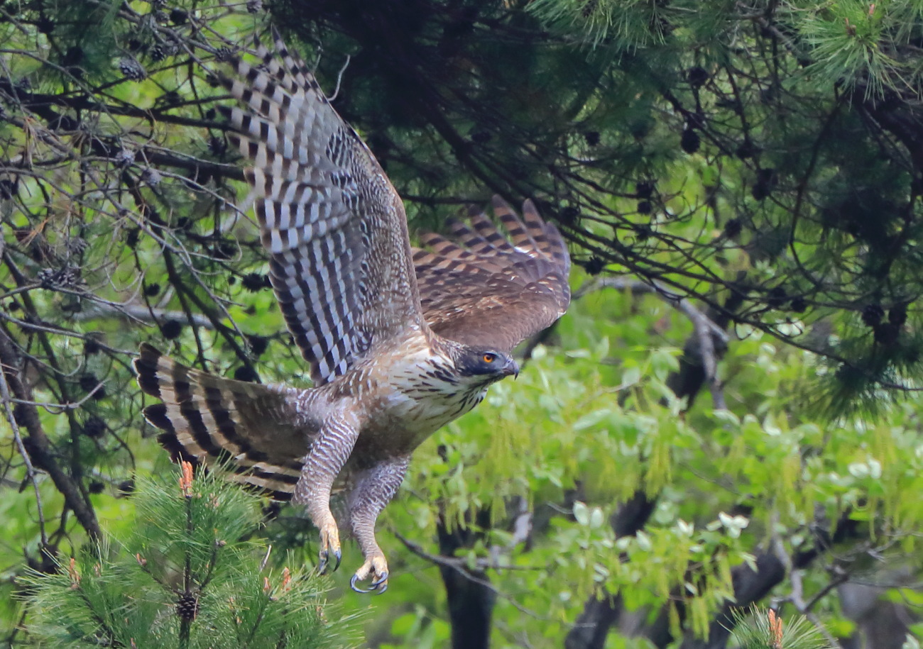 森の王者クマタカ 彩の国ピンボケ野鳥写真館