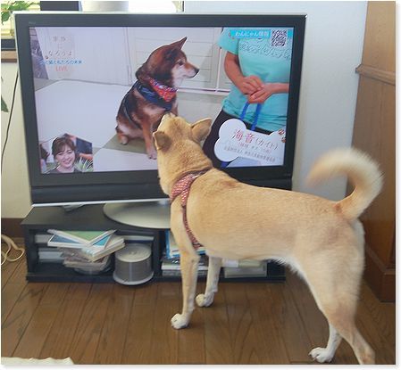 NHK番組「家族になろうよ　犬と猫と私たちの未来」_c0006757_21540408.jpg