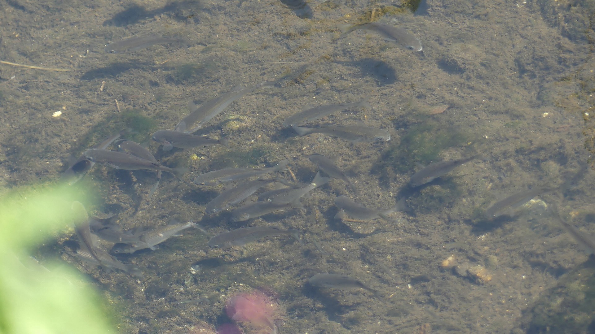 カワセミ広場のお客さま 【 2019 9/27(金) 】_a0185081_13061858.jpg