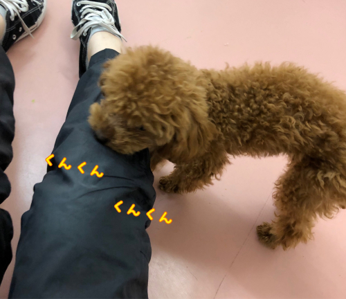 ドッグランとお散歩♬︎♡_f0357682_16542984.jpg