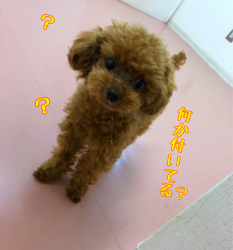 ドッグランとお散歩♬︎♡_f0357682_16563965.jpg