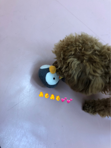 ドッグランとお散歩♬︎♡_f0357682_16584740.jpg