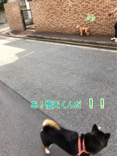 ドッグランとお散歩♬︎♡_f0357682_17052377.jpg