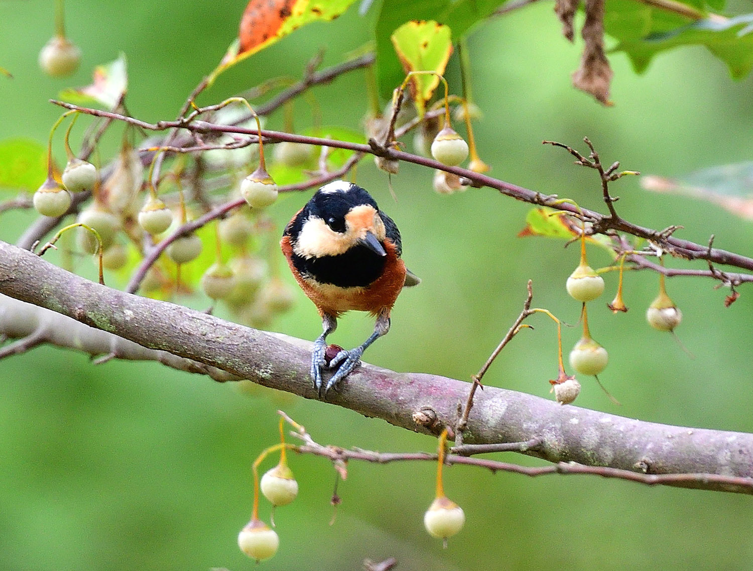 エゴノキの実を食べに来るヤマガラ_e0362696_16505980.jpg