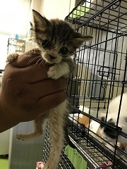 【ご協力のお願い】センターの猫用トイレ_f0242002_23422245.jpg