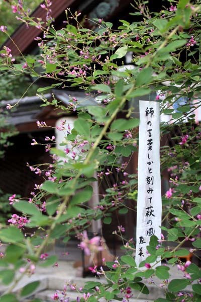 梨の木神社　萩の名所_e0048413_21152109.jpg