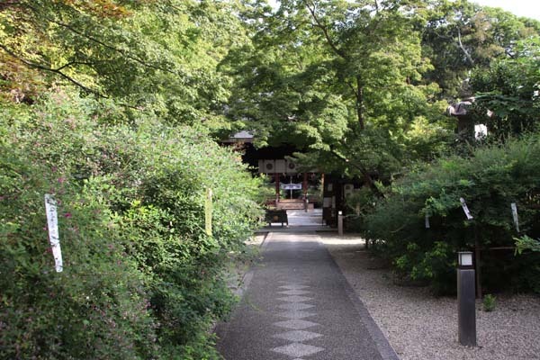 梨の木神社　萩の名所_e0048413_21154003.jpg