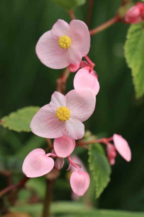 秋 　庭の花  (実)_d0150720_12141478.jpg