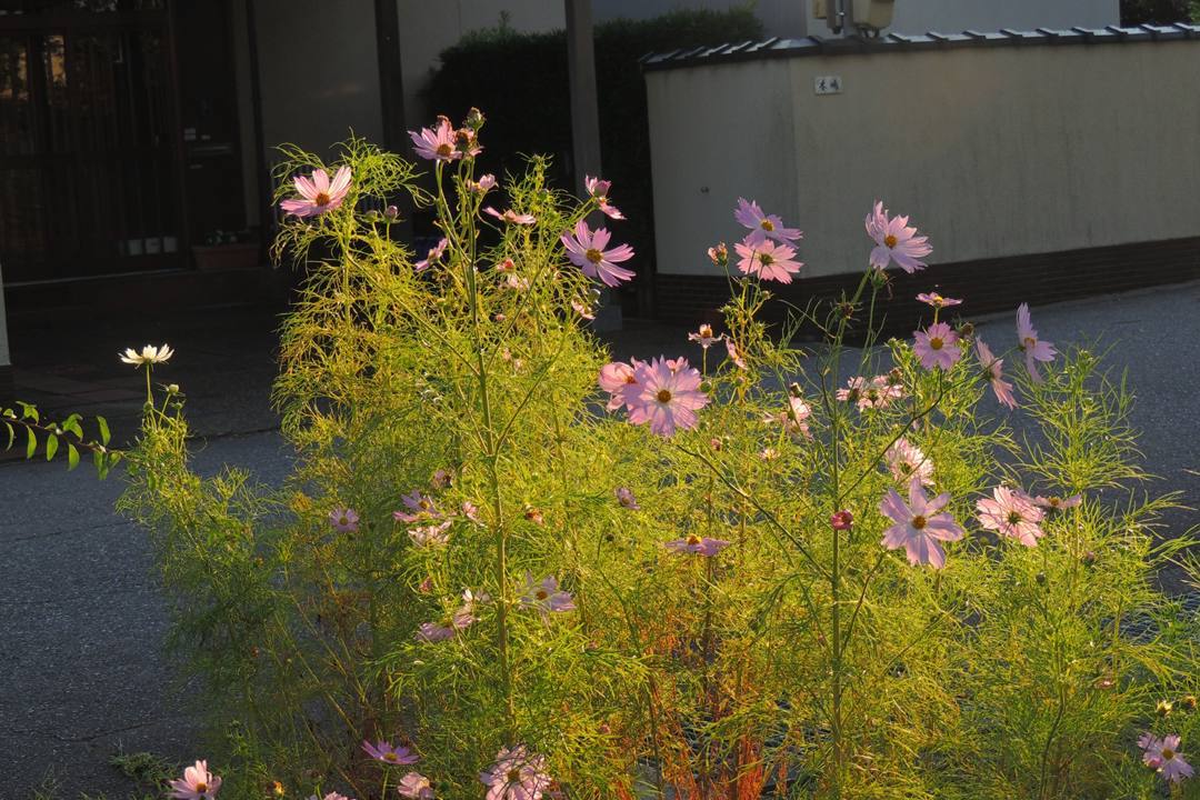 e0403850_06144760.jpg