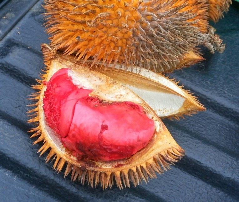 ボルネオ島の野生ドリアン コタキナバル マレーシア のあれこれ