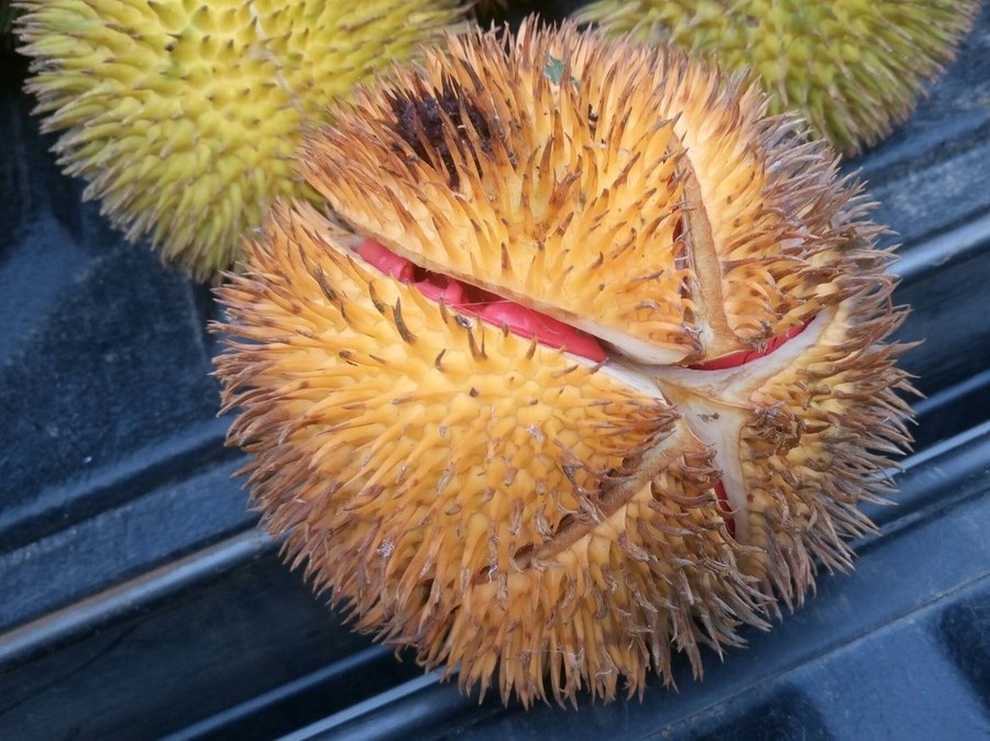 ボルネオ島の野生ドリアン_a0132757_20072162.jpg