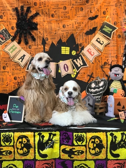 ペットパートナーズ宝塚 陽春園 A コッカーねね 音音 エレン リズム 音音 みおん 美音 のhappy Life