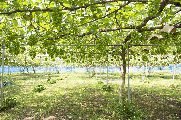 わたしはまことのぶどうの木 ヨハネ15 1 7 新しい歌を歌おう