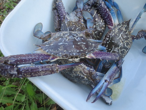 青いカニ 丹後半島 のんびり気まま暮らし 青いカニ 丹後半島 のんびり気まま暮らし