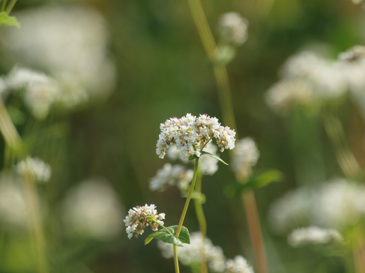 『高原の蕎麦畑』_d0054276_20101152.jpg